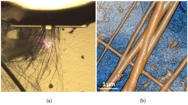 161228-afm-topography-collagen-fibrils